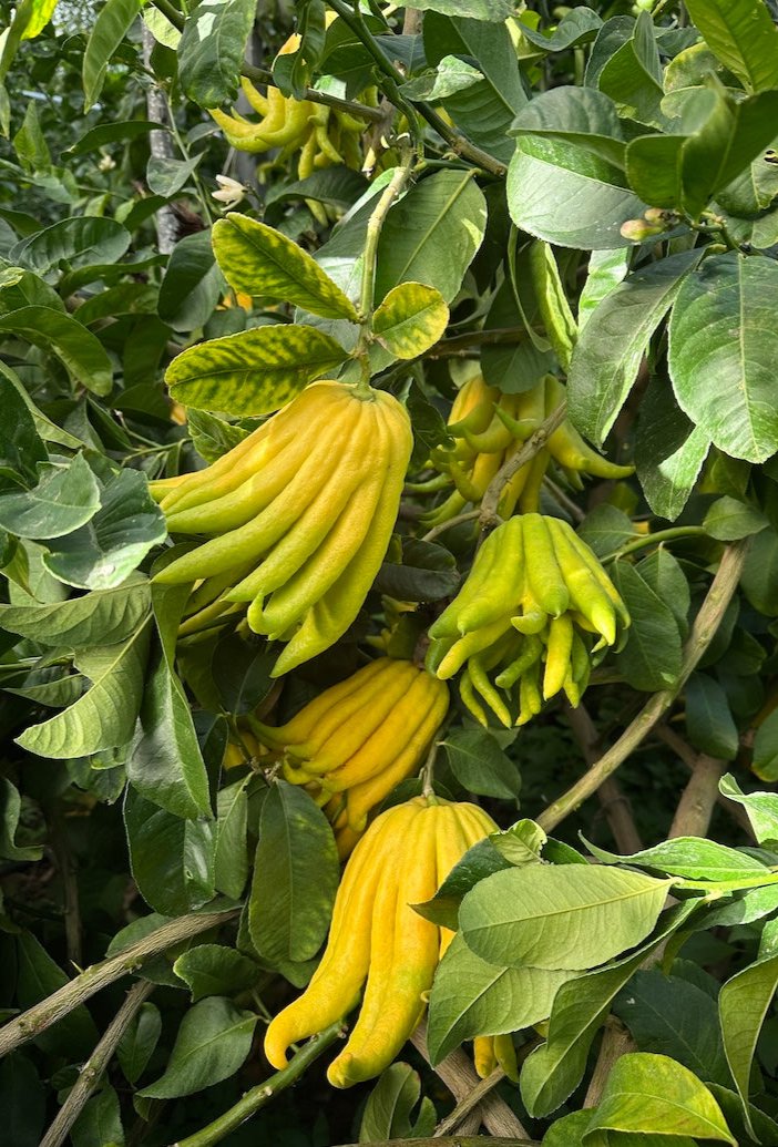 Hand of Buddha Limoncello