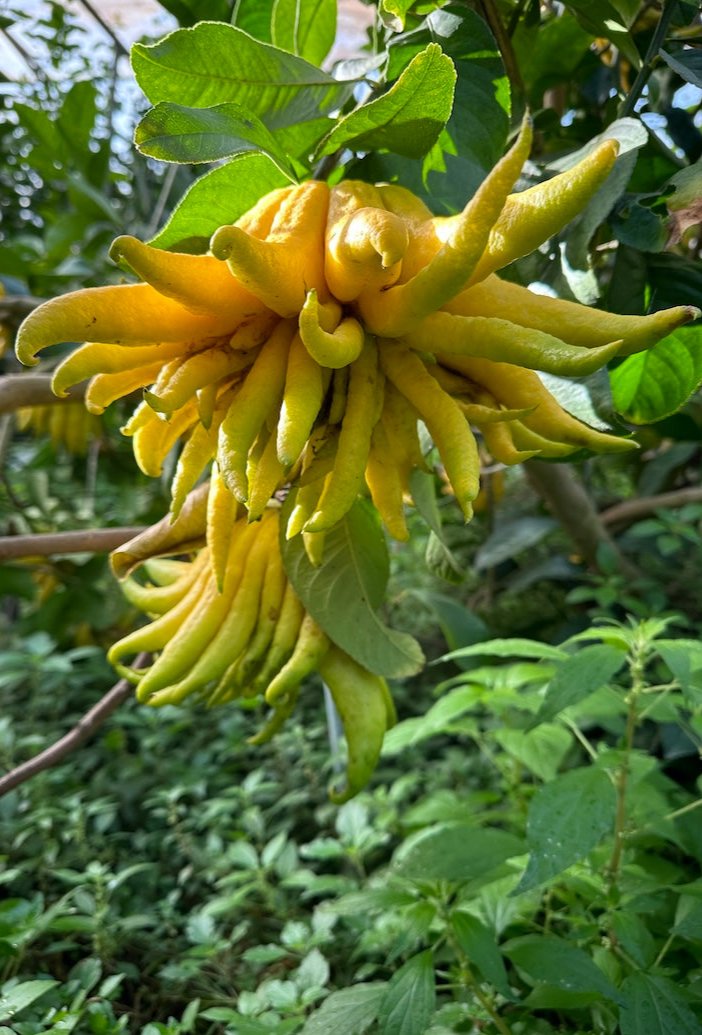 Hand of Buddha Limoncello