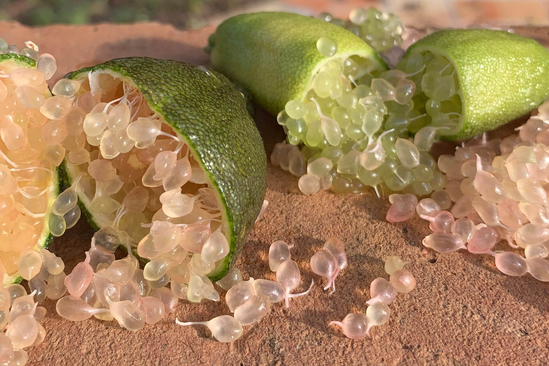 Citron Caviar - Plantation d'agrumes rares Lemon Story - La Crau France