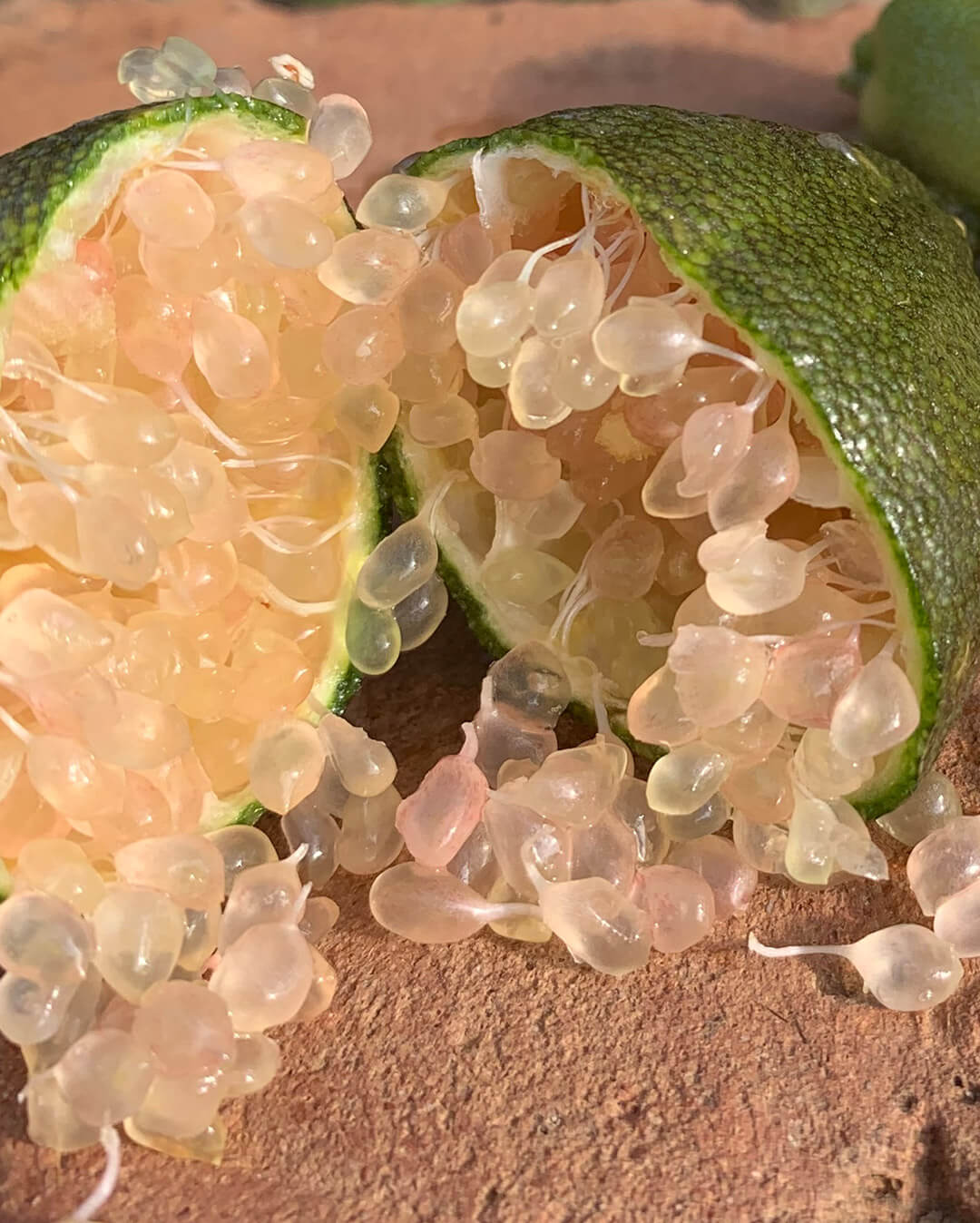 Citron Caviar - Plantation d'agrumes rares Lemon Story - La Crau France