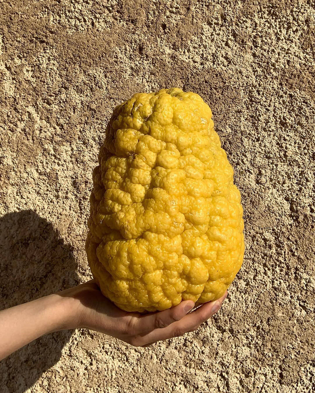 Cédrat - Plantation d'agrumes rares Lemon Story - La Crau France