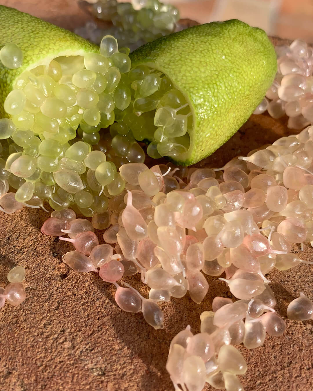 Citron Caviar - Plantation d'agrumes rares Lemon Story - La Crau France