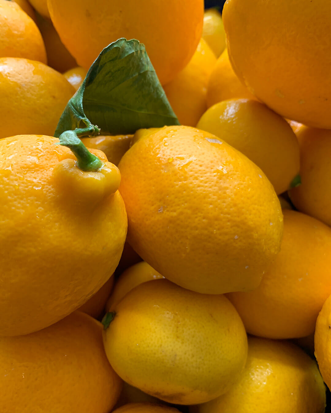 Citron Meyer - Plantation d'agrumes rares Lemon Story - La Crau France