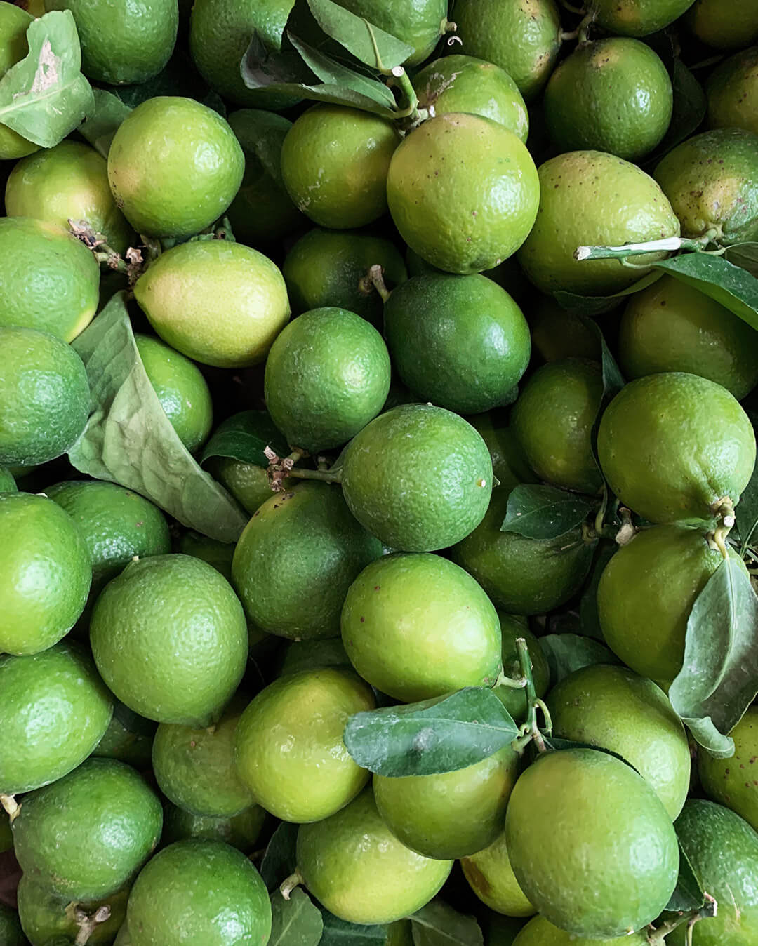 Lime de Tahiti - Plantation d'agrumes rares Lemon Story - La Crau France