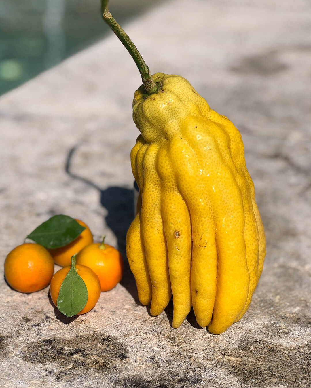 Main de Bouddha - Plantation d'agrumes rares Lemon Story - La Crau France