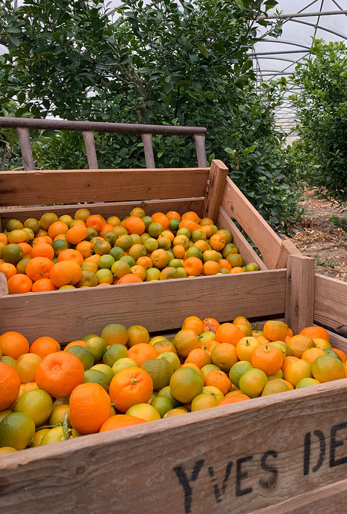 Confiture Kalamansi Lemon Story