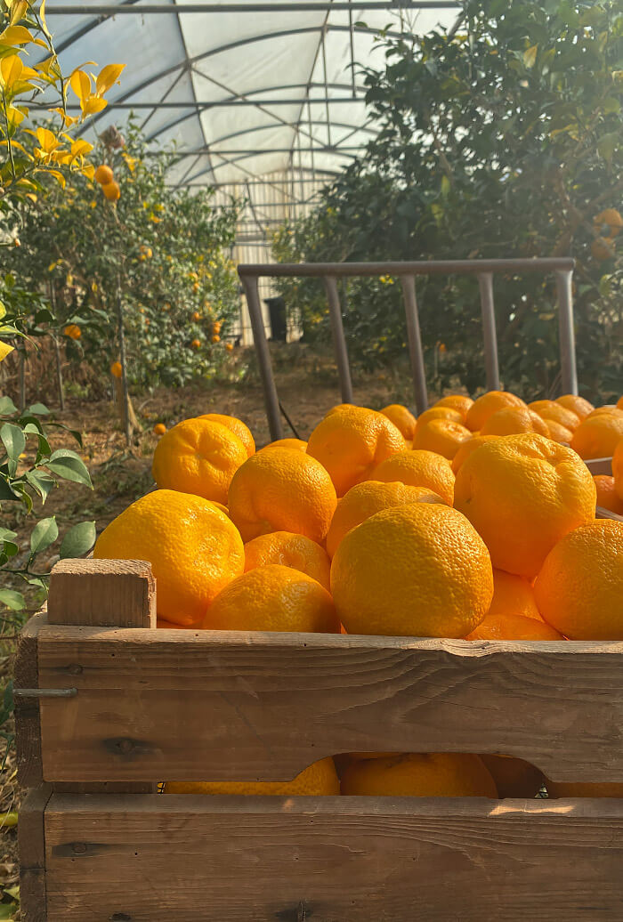 Marmelade Yuzu Lemon Story