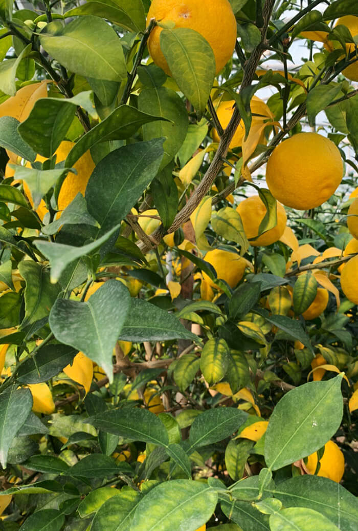 Marmelade Yuzu Lemon Story