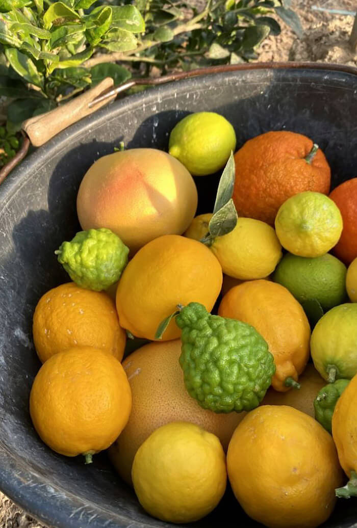 Marmelade 3 Agrumes Lemon Story