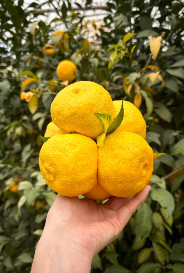 Lemon Story Panier agrumes