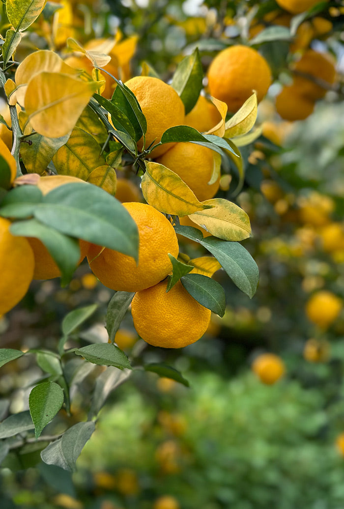 Lemon Story Panier agrumes