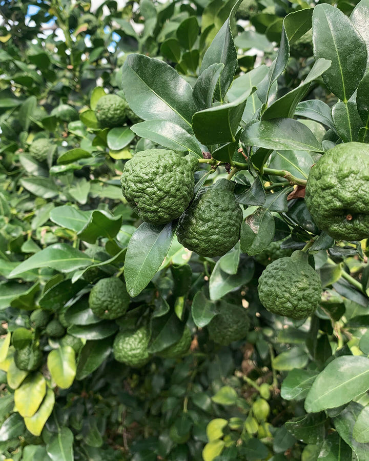 Combawa - Plantation d'agrumes rares Lemon Story - La Crau France
