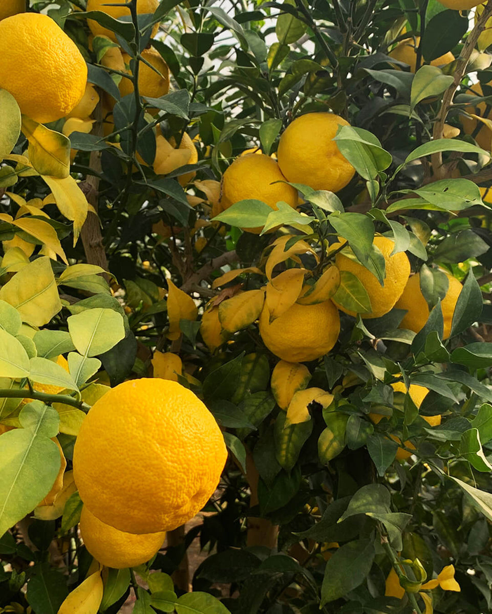 Une histoire de passion - Plantation d'agrumes rares Lemon Story - La Crau France