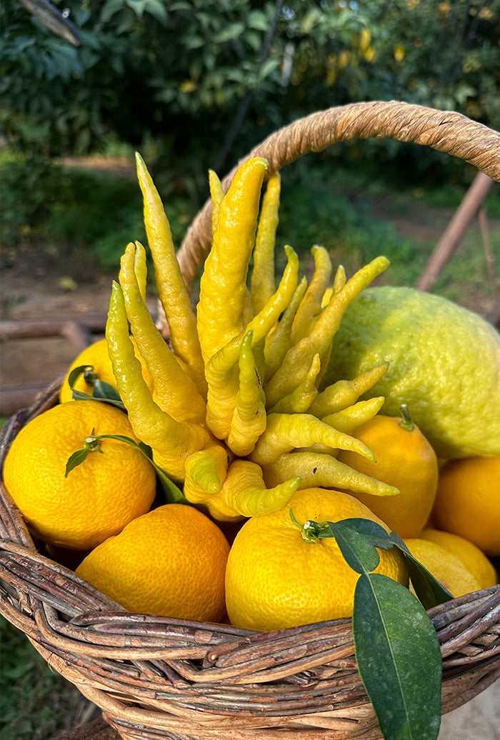 Panier Agrumes de Noël