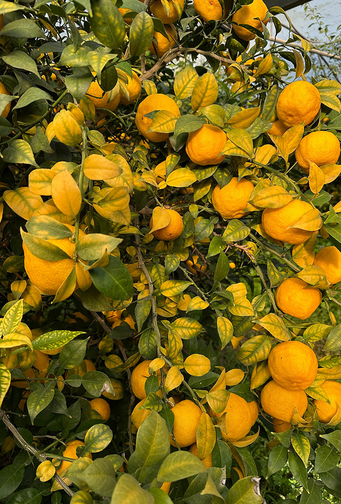 Panier Yuzu 2kg