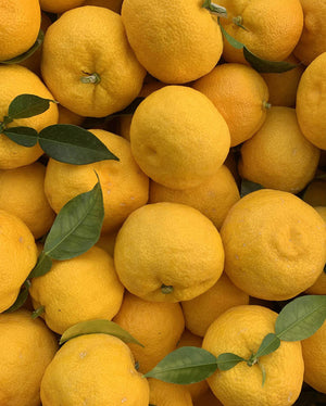 Yuzu - Plantation d'agrumes rares Lemon Story - La Crau France