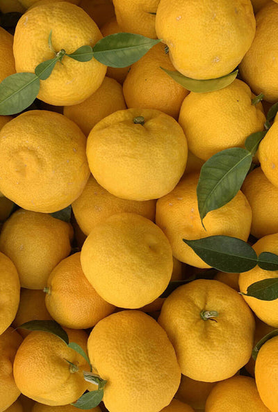 Yuzu par Lemon Story - Plantation d'agrumes rares à La Crau France