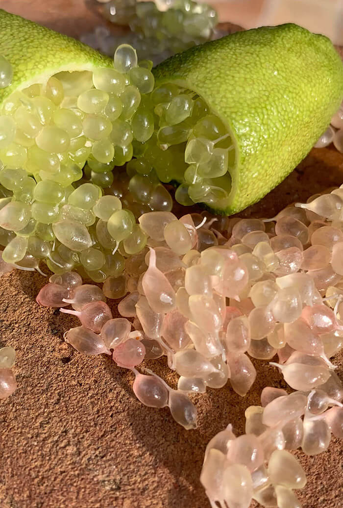 Citron Caviar par Lemon Story - Plantation d'agrumes rares à La Crau France