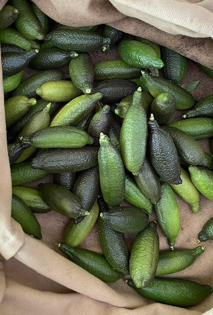 Citron Caviar par Lemon Story - Plantation d'agrumes rares à La Crau France